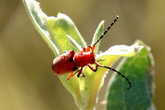 Tetraopes femoratus