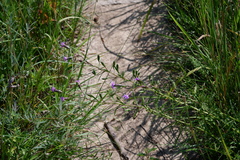 Liatris cylindracea