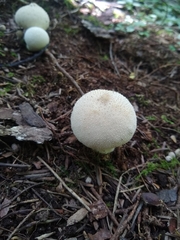 Lycoperdon perlatum