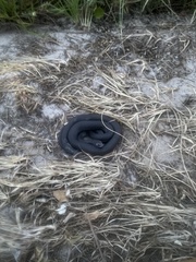 Coluber constrictor