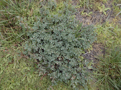 Vaccinium uliginosum