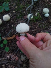 Lycoperdon perlatum