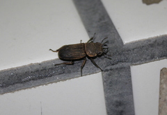 Velutinodorcus carinulatus