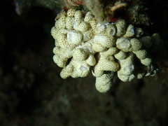 Cladiella