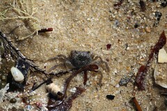 Paragrapsus gaimardii