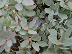 Vaccinium uliginosum