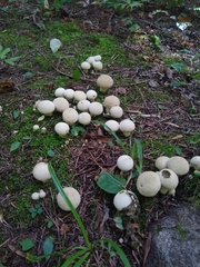 Lycoperdon perlatum