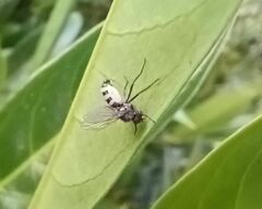 Entomophthora muscae