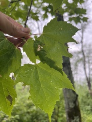 Acer rubrum