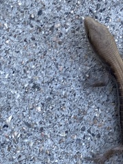 Elgaria multicarinata