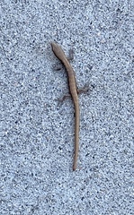 Elgaria multicarinata