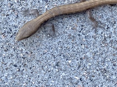 Elgaria multicarinata