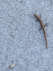 Elgaria multicarinata