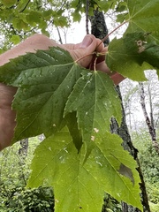 Acer rubrum