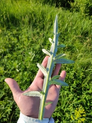 Cirsium serrulatum