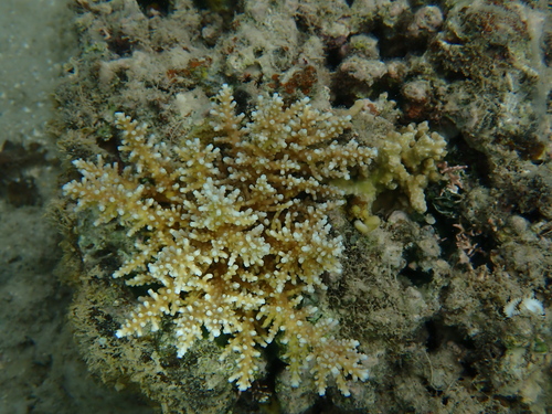 Acropora longicyathus observed 2022-08-25