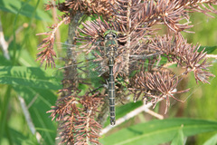 Somatochlora hudsonica