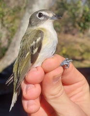 Vireo solitarius