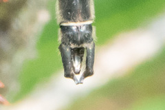 Somatochlora hudsonica