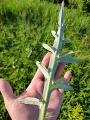 Cirsium serrulatum