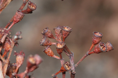 Corymbia trachyphloia