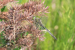 Somatochlora hudsonica