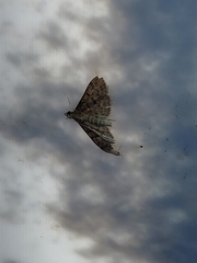 Herpetogramma phaeopteralis