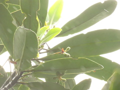 Drimys granadensis