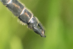 Somatochlora hudsonica