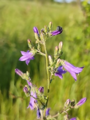 Campanula sibirica