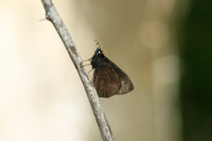 Ephyriades arcas