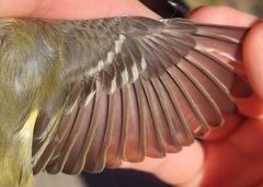 Vireo solitarius
