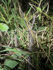 Regina septemvittata