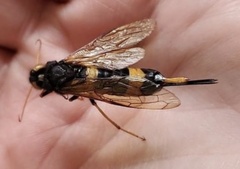 Urocerus flavicornis