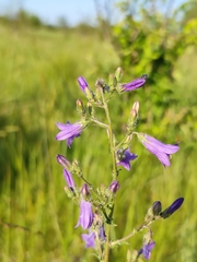Campanula sibirica