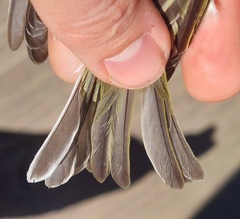 Vireo solitarius