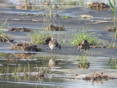 Calidris acuminata