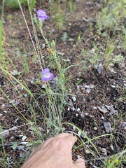 Penstemon linarioides