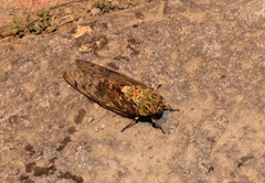 Macrosemia kareisana