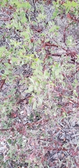 Arctostaphylos wellsii