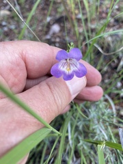 Penstemon linarioides
