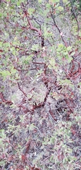 Arctostaphylos wellsii
