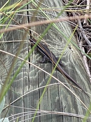 Plestiodon