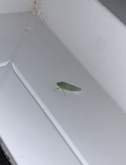 Gyponana