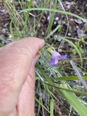 Penstemon linarioides