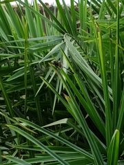 Orthetrum sabina