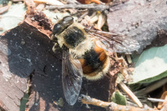 Eristalis anthophorina