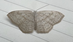 Scopula limboundata