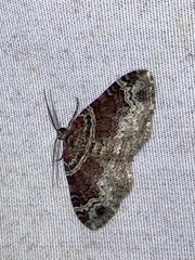 Xanthorhoe ferrugata