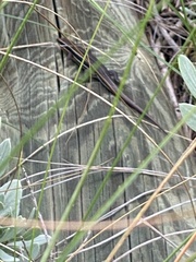 Plestiodon